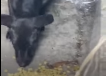 W1701005 Terrified Puppy Who Wouldn Leave Sewer Days LOVES People Now (Part 2)