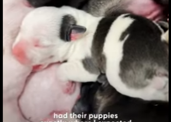 W1701002 Foster Pittie Sat In Chair Had Baby (Part 2)