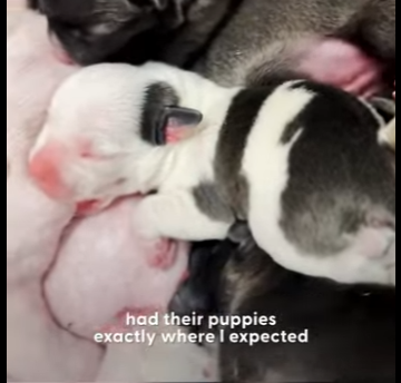 W1701002 Foster Pittie Sat In Chair Had Baby (Part 2)