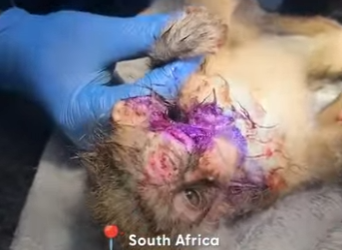 W1701011 Watch Injured Baby Vervet Monkey Bounce Back To Life (Part 2)