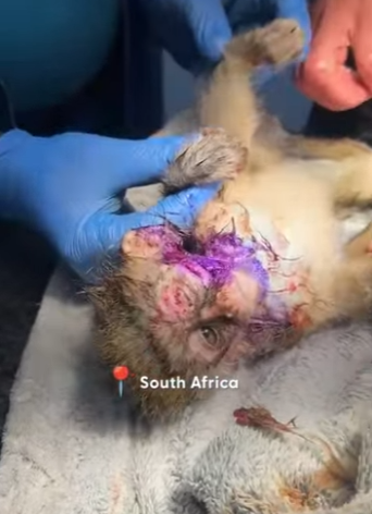 W1701011 Watch Injured Baby Vervet Monkey Bounce Back To Life (Part 2)