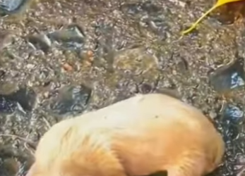 M1701008Este bebecito recién nacido fue abandonado (Parte 2)