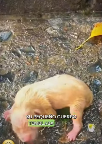 M1701008Este bebecito recién nacido fue abandonado (Parte 2)