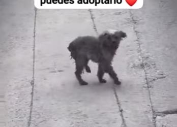 M1701003 Quien puede abandonar algo tan lindo (Parte 2)