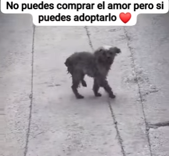 M1701003 Quien puede abandonar algo tan lindo (Parte 2)