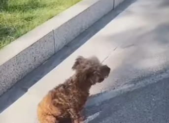 M1701004 No puedes comprar el amor pero si puedes adoptarlo (Parte 2)