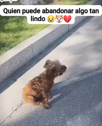 M1701004 No puedes comprar el amor pero si puedes adoptarlo (Parte 2)