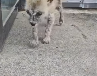 M1701011 Ellos también merecen recibir amor y cuidado (Parte 2)