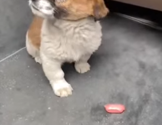 M1701009 Ellos también merecen recibir amor y cuidado(Parte 2)