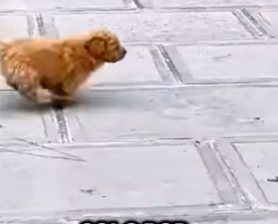 Este perrito corría desesperado por la calle (Parte 2)