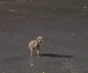 Solo los sin corazón se lo saltarán (Parte 2)