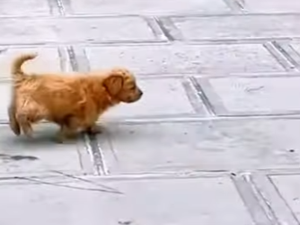 M1701006 Este perrito corría desesperado por la calle (Parte 2)