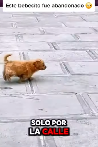 M1701006 Este perrito corría desesperado por la calle (Parte 2)