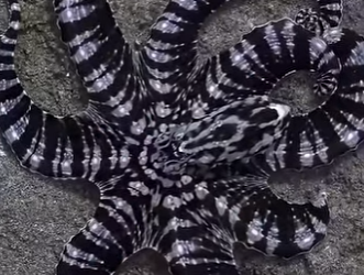 G0501001 Datos de Animales para Aprender de la (Parte 2)