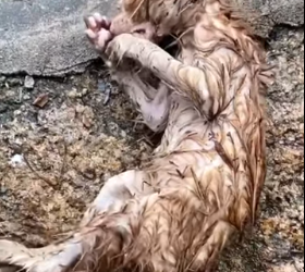 M1701001 Este pequeño gatito fue encontrado luchando por su vida (Parte 2)