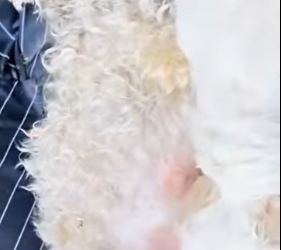 Esta perrita fue abandonada agonizando junto a sus cachorritos (Parte 2)