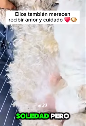 Esta perrita fue abandonada agonizando junto a sus cachorritos (Parte 2)