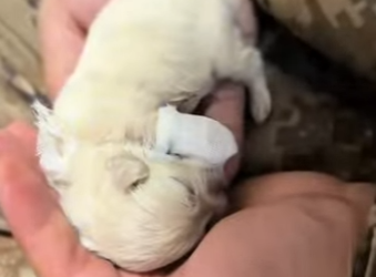 O2912015 found an injured puppy on side of road! (Part 2)