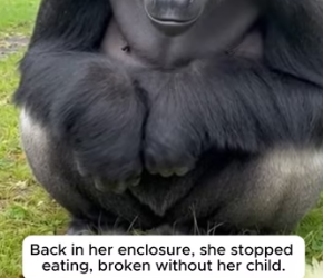 P1701005 She Screamed Because Her Baby Wasn Moving (Part 2)