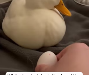 P1701001 Duck Who Raised Turtle as Her Own Baby (Part 2)