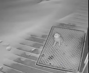 P1701006 He Saved Tiny Cub Then He Saved His Mom (Part 2)