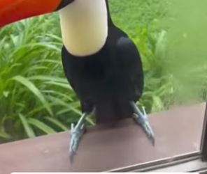 P1701009 She Saved Toucan Bird They Never Left (Part 2)