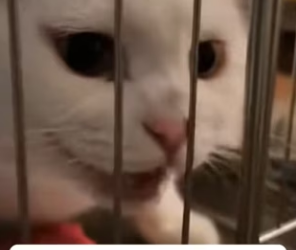 P1701008 She Refused to Eat Because Her Kittens Were Starving (Part 2)