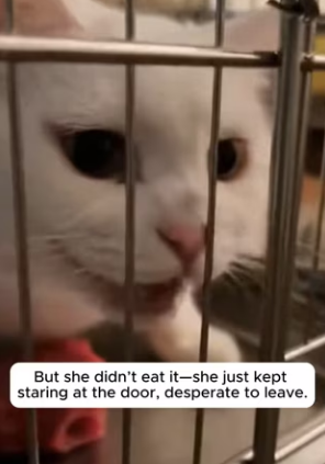 P1701008 She Refused to Eat Because Her Kittens Were Starving (Part 2)