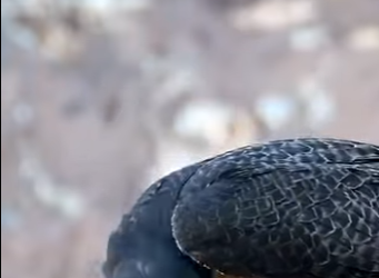 G0501005 Datos de Animales que le Gusta la Gente (Parte 2)