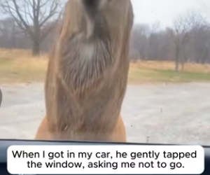 P1701002 Deer Who Chose Man As His Dad (Part 2)