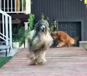 Y1701003 Los cinco perros más rápidos del mundo (Parte 2)