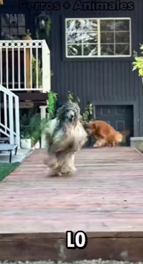 Y1701003 Los cinco perros más rápidos del mundo (Parte 2)