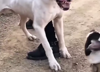 Y1701002 Ocho perros que harían que el pitbull pareciera una muñeca (Parte 2)