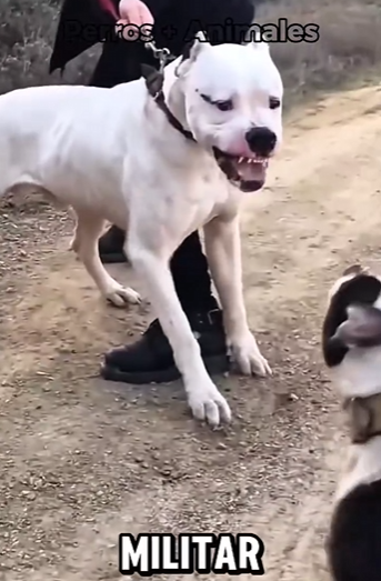 Y1701002 Ocho perros que harían que el pitbull pareciera una muñeca (Parte 2)