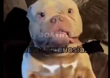 Y1701012 El perrito bully fofito que parece maromba pero solo quiere amor (Parte 2)