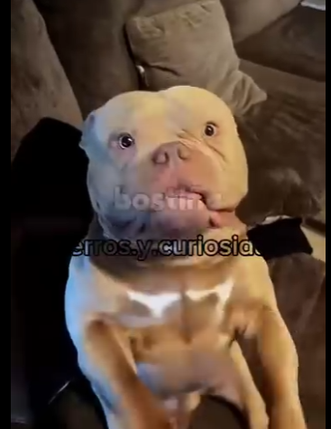 Y1701012 El perrito bully fofito que parece maromba pero solo quiere amor (Parte 2)