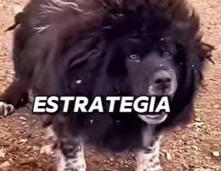 Y1701005 los perros que el kangal convierte en muñeco (Parte 2)