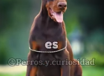 Y1701014 Perros que no venceria el Presa Canario (Parte 2)