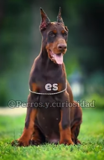 Y1701014 Perros que no venceria el Presa Canario (Parte 2)