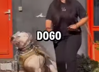 Y1701001 Rottweiler vs Dogo Argentino Quién gana (Parte 2)