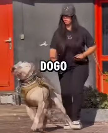 Y1701001 Rottweiler vs Dogo Argentino Quién gana (Parte 2)