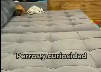 Y1701007 El pinscher peque ño, valiente nacido para cazar (Parte 2)