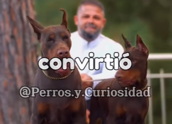 Y1701013 Ese es el Doberman (Parte 2)