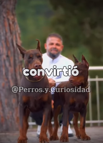 Y1701013 Ese es el Doberman (Parte 2)