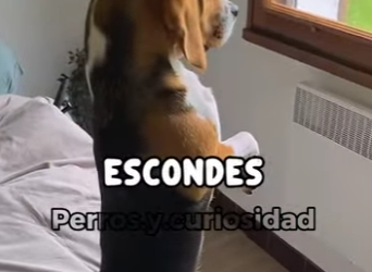 Y1701011 Beagle el tierno que convierte tu casa en caos total (Parte 2)