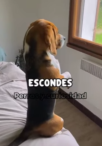 Y1701011 Beagle el tierno que convierte tu casa en caos total (Parte 2)