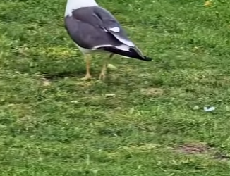 G0501006 Datos de Animales que No Aparecen en los Libros (Parte 2)