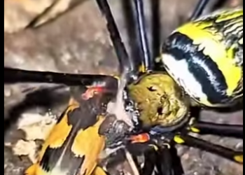 Y1701006 Diez animales cuya existencia la ciencia no puede explicar (Parte 2)