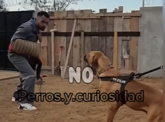 Y1701008 Fila Brasileiro vs Kangal el brasileño que hace ver al Kangal como (Parte 2)