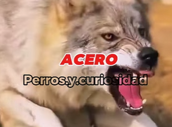 Y1701010 Lobo vs Pitbull la verdad que nadie soporta escuchar (Parte 2)